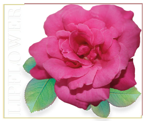 lip flower rose nr. 186, 3.6g (vegan)
